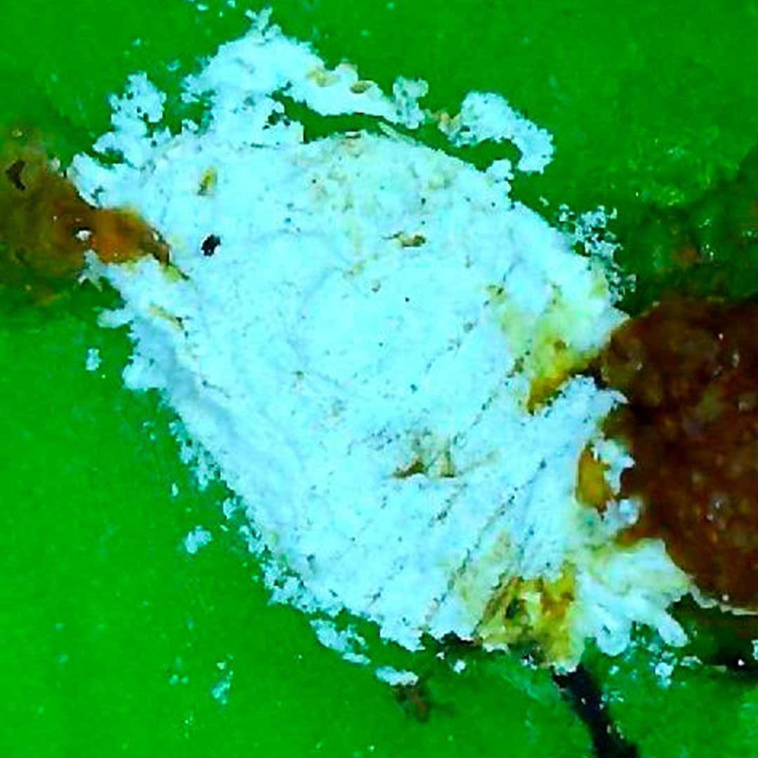 Servicios-de-Fumigación4